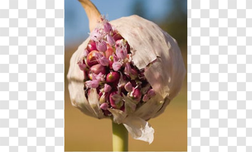 Garlic Seed Ramsons Bulb Seasoning - Canada Transparent PNG