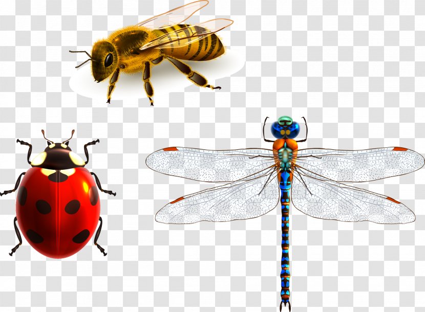 Insect Apidae Dragonfly - Pest - Bee Ladybug Transparent PNG