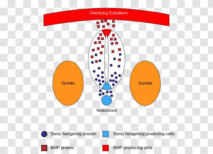 Sonic Hedgehog Neural Tube Bone Morphogenetic Protein Development Of The Nervous System - Brand - Brain Transparent PNG