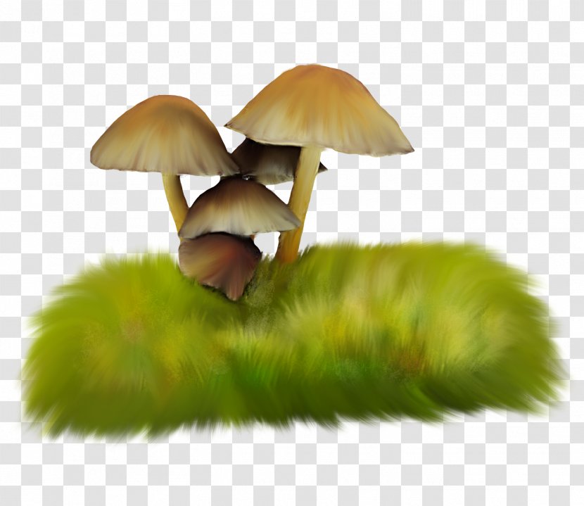 Mushroom Herbaceous Plant Fungus - Understory - Grass Mushrooms Transparent PNG