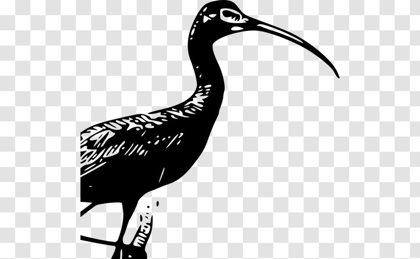 Glossy Ibis American White Clip Art - Wing Transparent PNG
