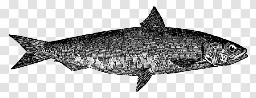 Fish Sardine Drawing Clip Art - Tail Transparent PNG