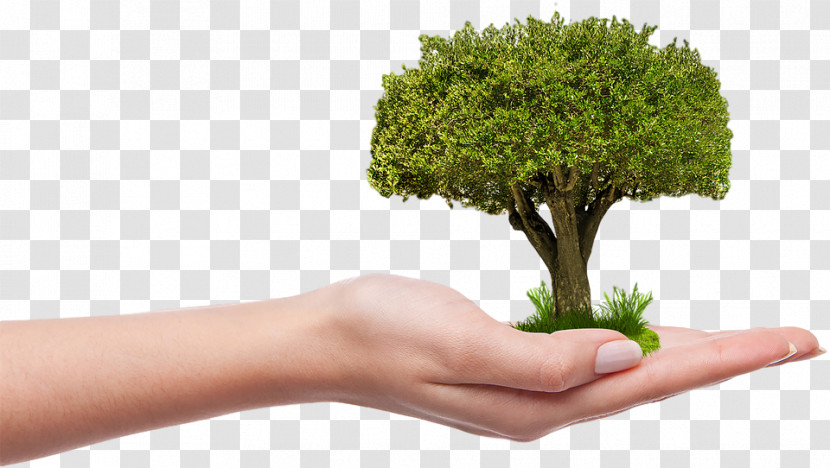 Arbor Day Transparent PNG