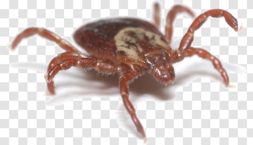 American Dog Tick Tick-borne Disease Brown - Anaplasmosis Transparent PNG