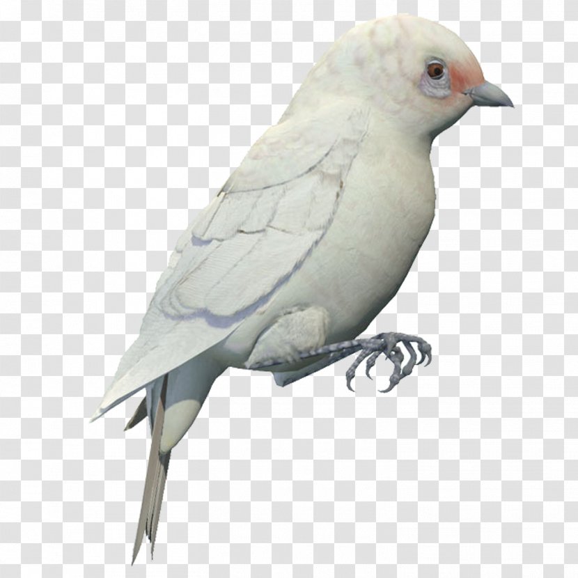 Bird Finch White - Pigeon Material Free To Pull Transparent PNG