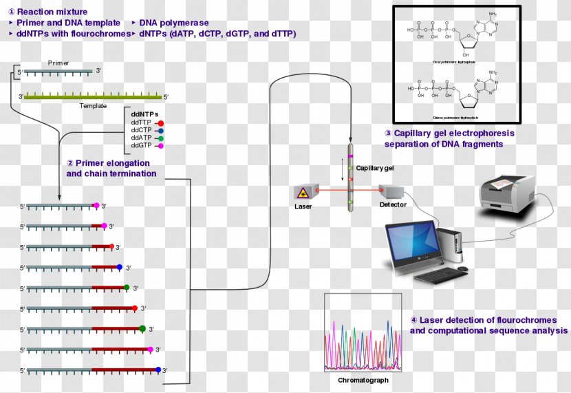 Sanger Sequencing DNA Dideoxynucleotide - Molecular Biology Transparent PNG
