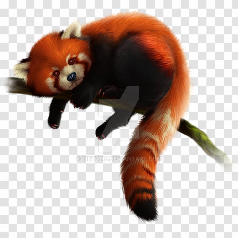 Red Panda Giant Zoo Tycoon 2 Clip Art - Fur - Baby Transparent PNG