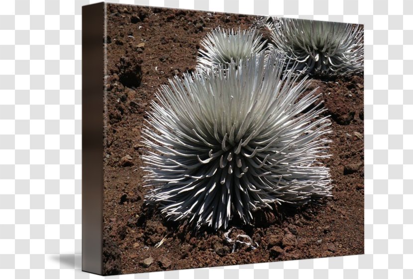 Echidna Porcupine Plant Monotreme - Watercolor Succulent Transparent PNG