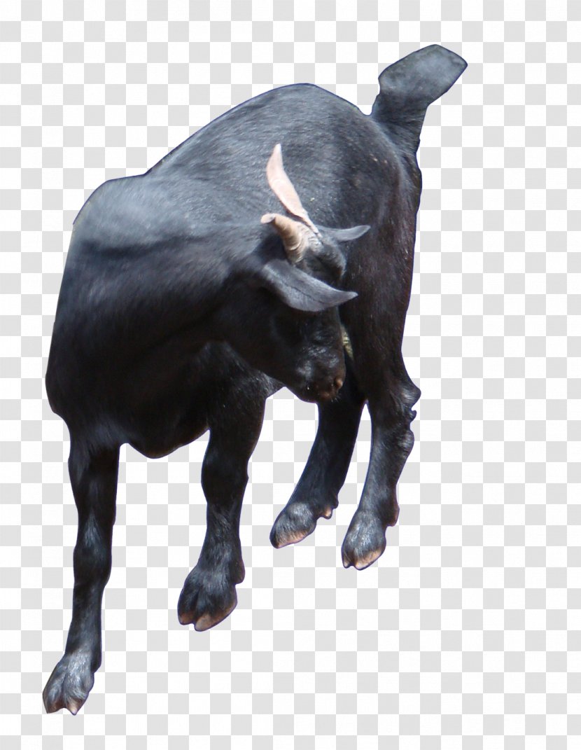 Bull Icon - Cattle Like Mammal - Black Front Transparent PNG