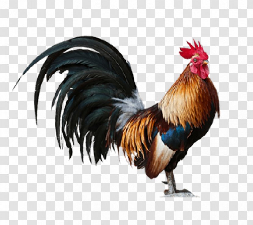 Rooster Chicken Image Mural Art - Royaltyfree Transparent PNG