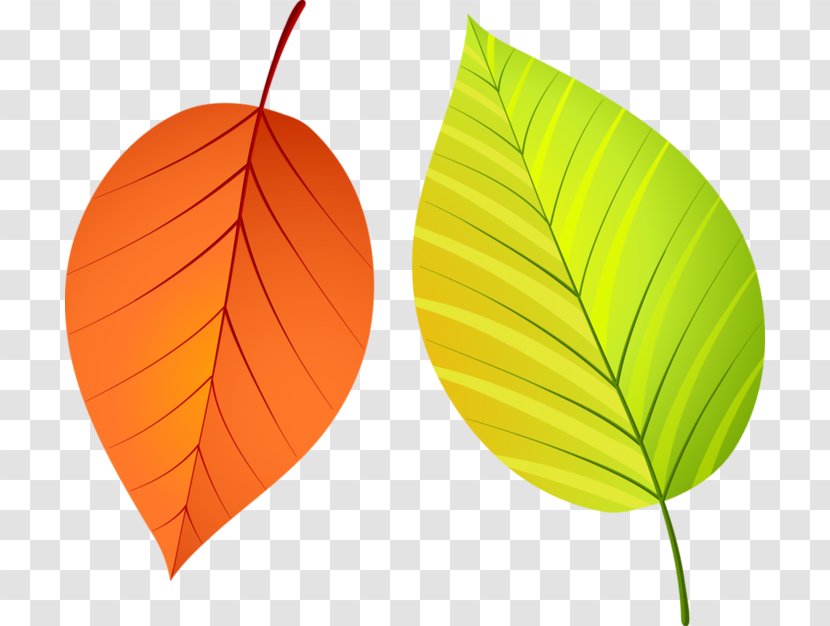 Leaf Autumn Leaves - Email Transparent PNG