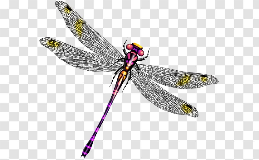 Dragonfly Insect Butterfly - Cartoon Transparent PNG