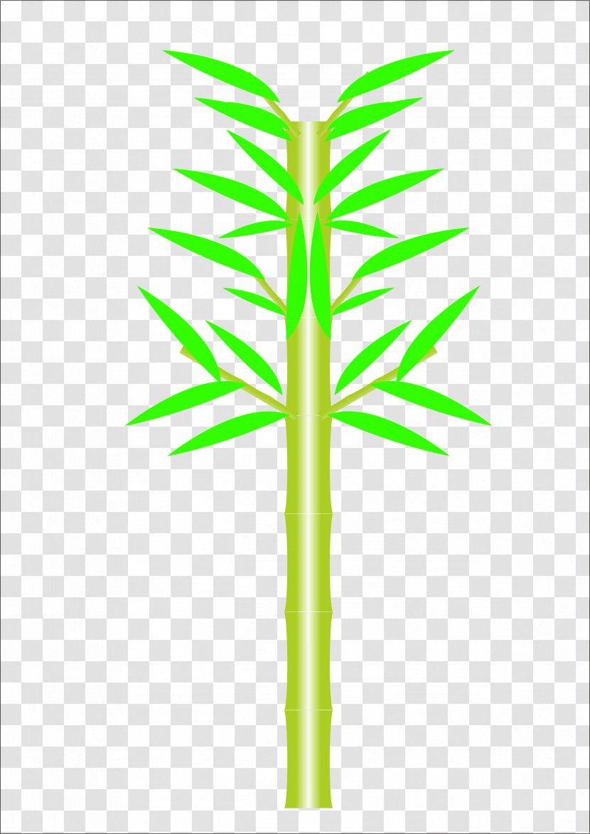 Bamboo - Symmetry - Vector Material Transparent PNG