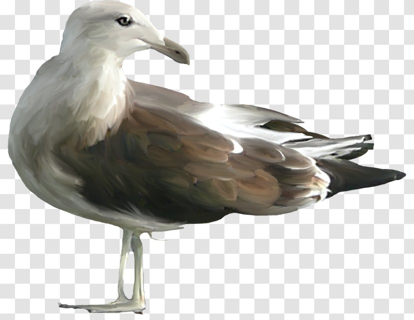 Bird Silhouette - Laughing Gull - Ring Billed Albatross Transparent PNG