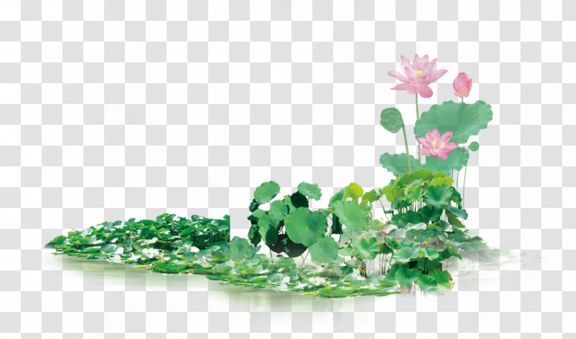 Poster Photography - Grass - Lotus Decoration Transparent PNG