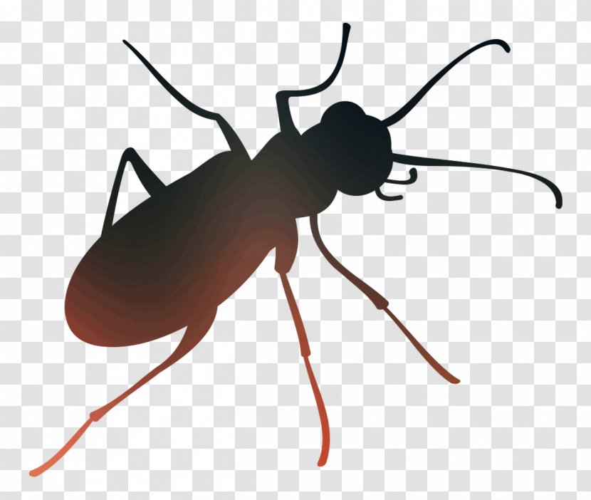 Insect Clip Art Membrane - Ant - Ground Beetle Transparent PNG