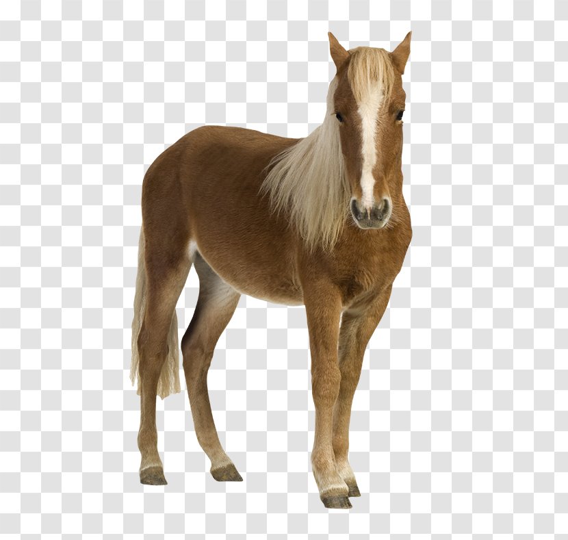 Shetland Pony Foal Mustang Stock Photography Transparent PNG