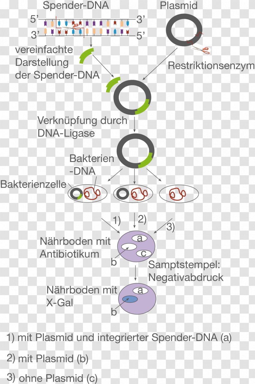 Plasmid Molecular Cloning Restriction Enzyme E. Coli Genetic Engineering - Gene Transparent PNG
