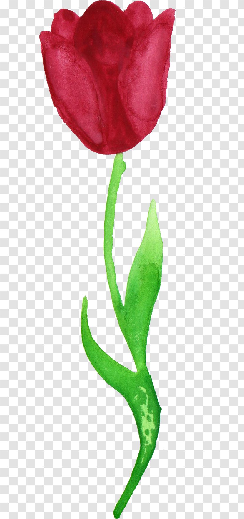 Tulip Cut Flowers Watercolor Painting - Seed Plant - Tulips Transparent PNG