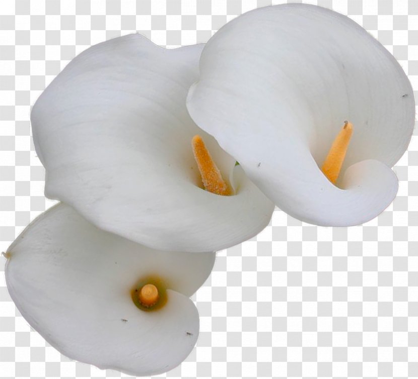 Flower Orchids STX CHILE TM NR CP Google Images - Advertising Transparent PNG