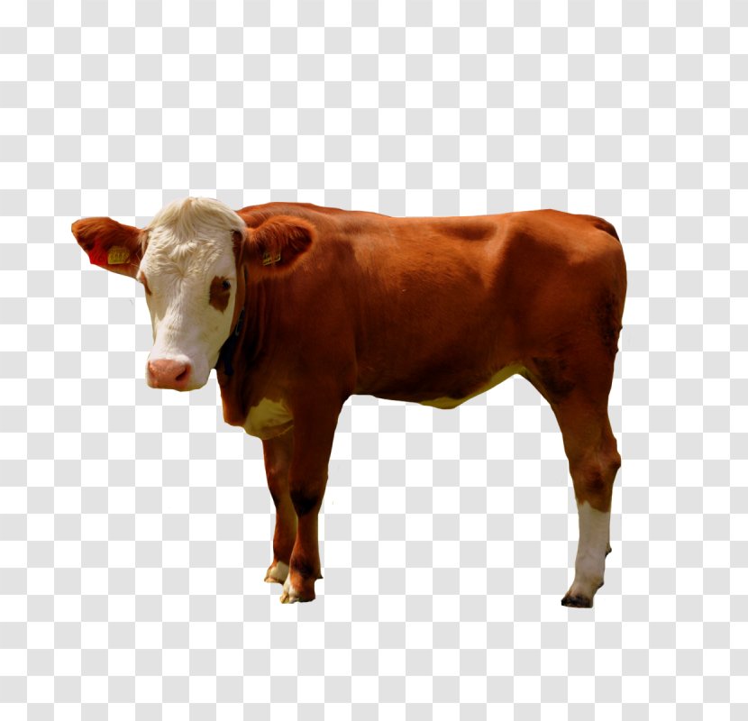 Dairy Cattle Calf Ox Bull - Animal Oil Transparent PNG