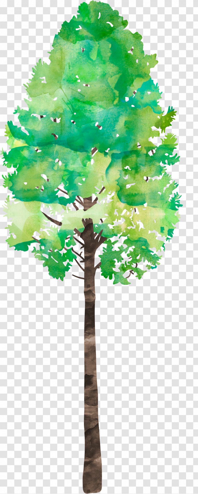 Pine Family Leaf Plant Stem - Woody - Watercolor Tree Transparent PNG