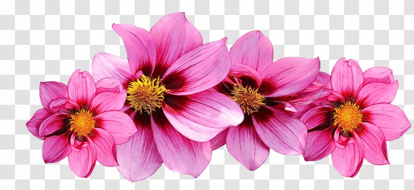 Garden Cosmos Flower Notebook Roses - Pink - Flowering Plant Transparent PNG