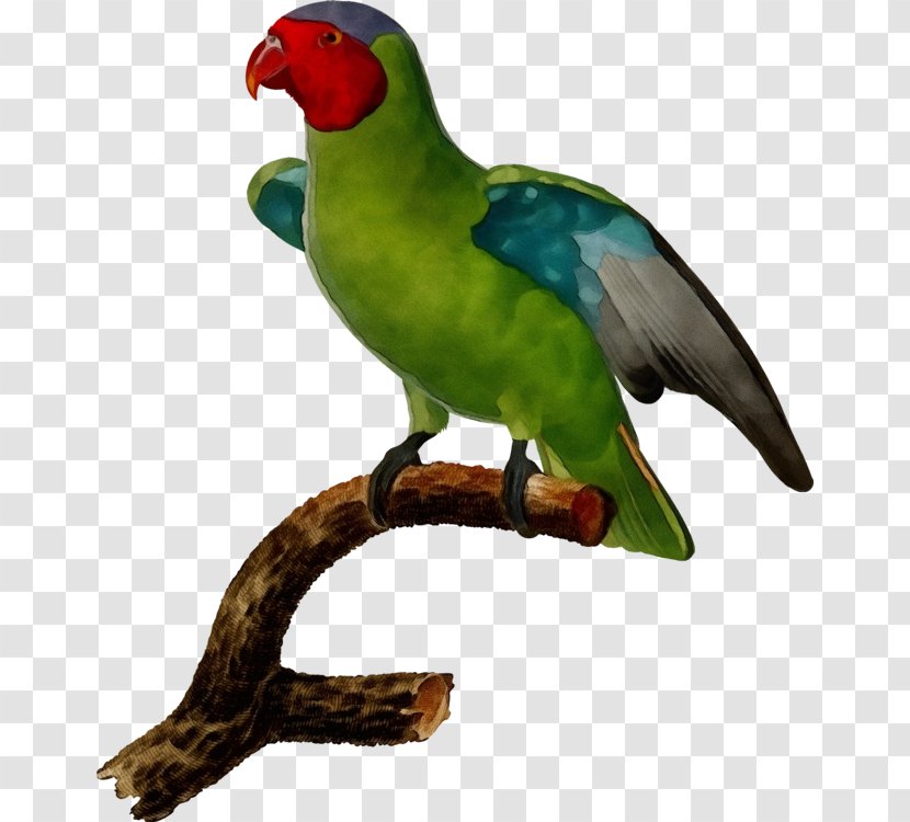 Lovebird - Parakeet Transparent PNG