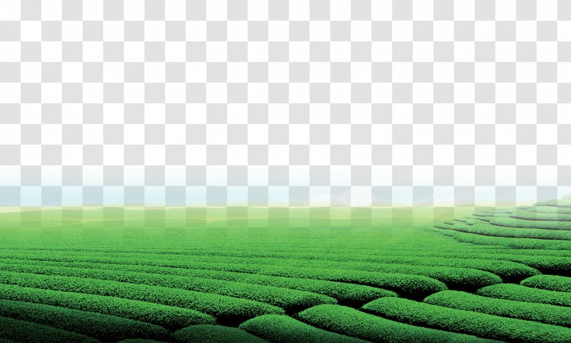 Green Tea Garden Download - Lawn Transparent PNG