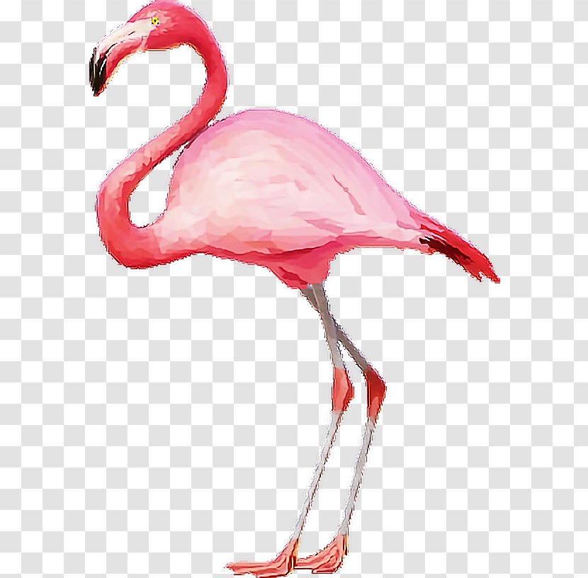 Clip Art - Neck - Flamingo Transparent PNG