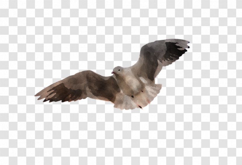 Feather - Wildlife - Kite Transparent PNG