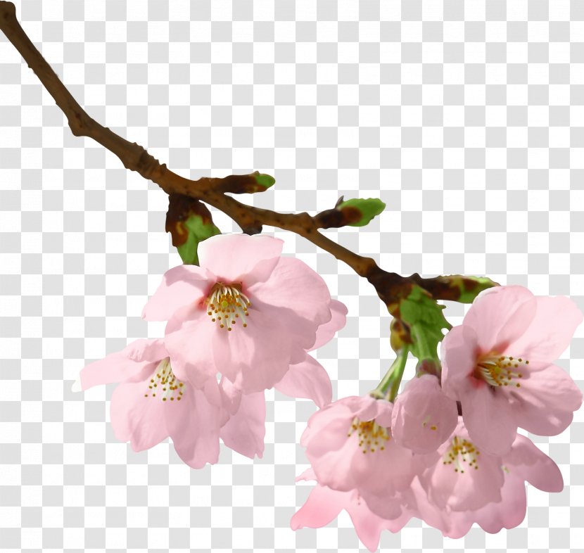 Spring Branch Cherry Blossom Clip Art Transparent PNG