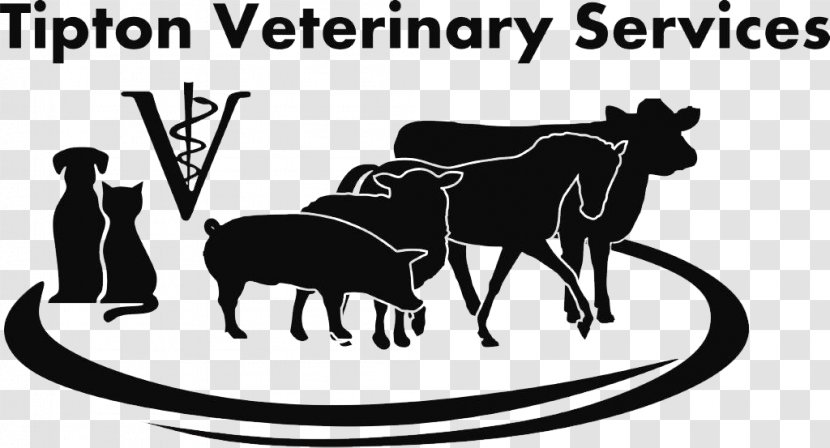 Tipton Veterinary Services Veterinarian Dairy Cattle Medicine - Wildlife - Cat Transparent PNG