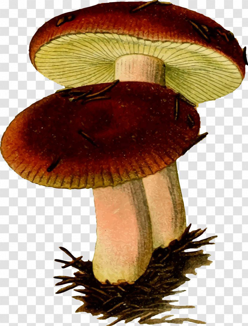 Russula Emetica Mushroom Fungus Clip Art - Medicinal - Fungi Transparent PNG