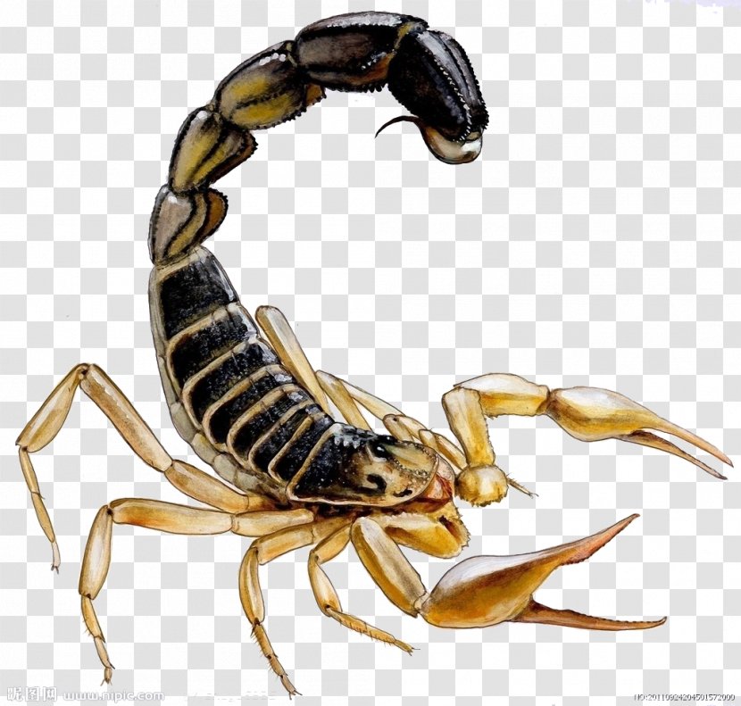Scorpion Stinger Insect - Scorpions Transparent PNG