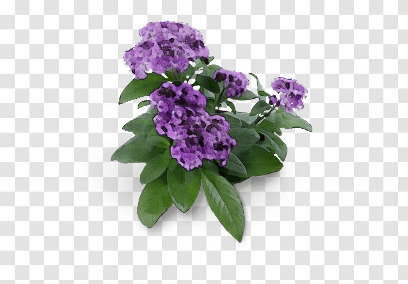 Flower Purple Violet Plant Lilac - Garden Phlox Cut Flowers Transparent PNG