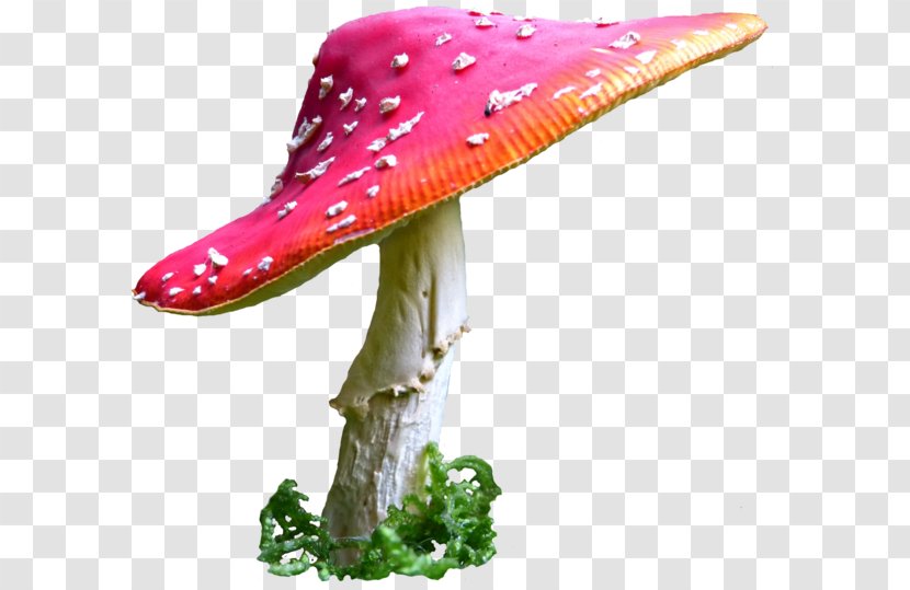 Common Mushroom Desktop Wallpaper - Amanita Muscaria - Alice In Wonderland Transparent PNG