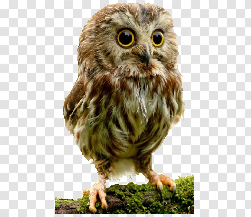 Elf Owl Bird Cuteness Infant - Nocturnality Transparent PNG