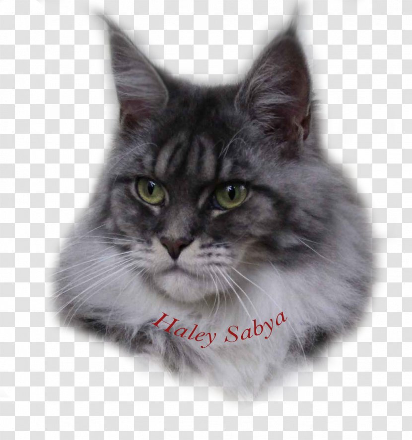 Siberian Cat Maine Coon Nebelung Asian Semi-longhair Norwegian Forest - Semilonghair Transparent PNG