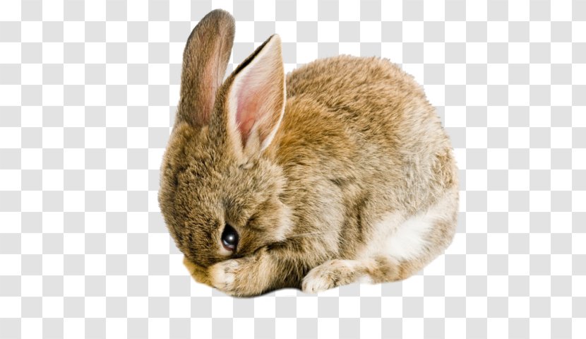 Easter Bunny Background - Lower Keys Marsh Rabbit - Beige Eastern Cottontail Transparent PNG