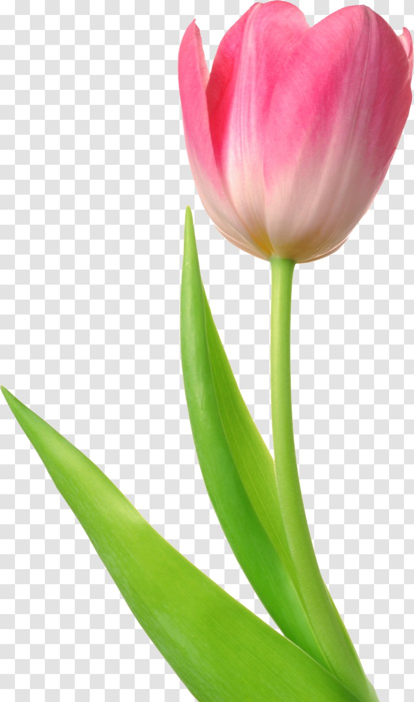 Tulip Flower Desktop Wallpaper Clip Art - Flowering Plant Transparent PNG