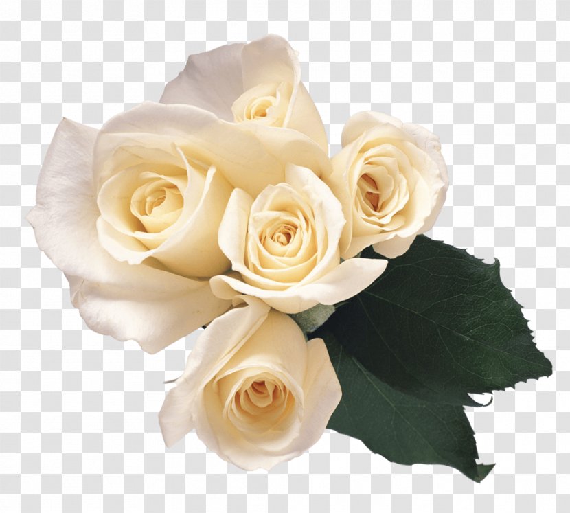 Garden Roses Flower Petal - Image Resolution - White Transparent PNG