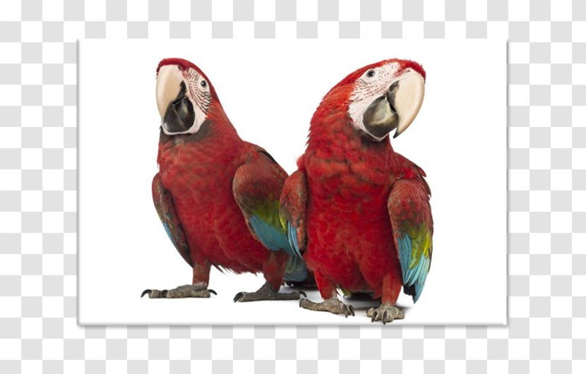 Red-and-green Macaw Parrot Scarlet Lovebird Transparent PNG