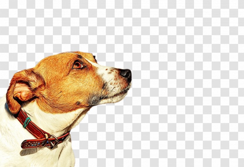 American Bulldog - Jack Russell Terrier - Pachon Navarro Hound Transparent PNG