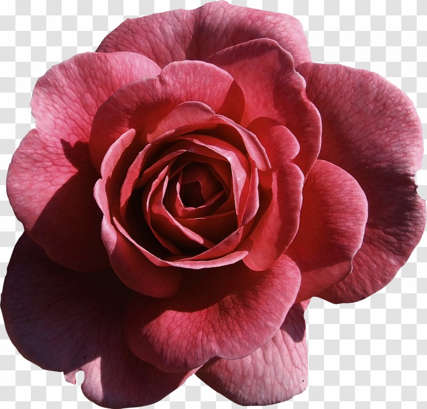 Artificial Flower Garden Roses Garland - Rosa Centifolia - Apricot Transparent PNG