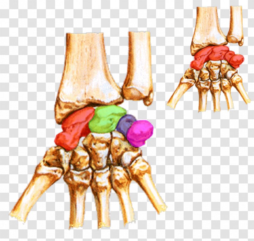 Carpal Bones Wrist Tunnel Lunate Bone - Triquetral - Hand Transparent PNG