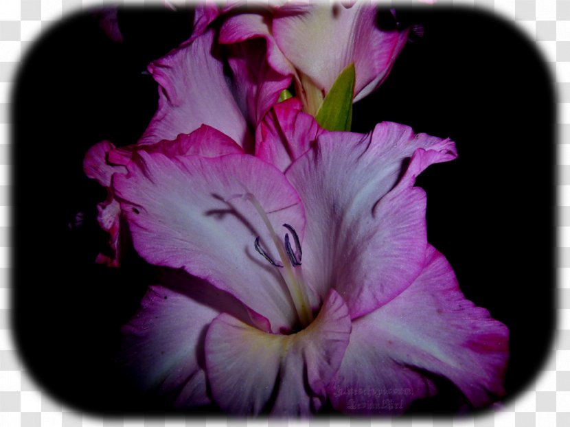 Gladiolus Petal - Magenta Transparent PNG