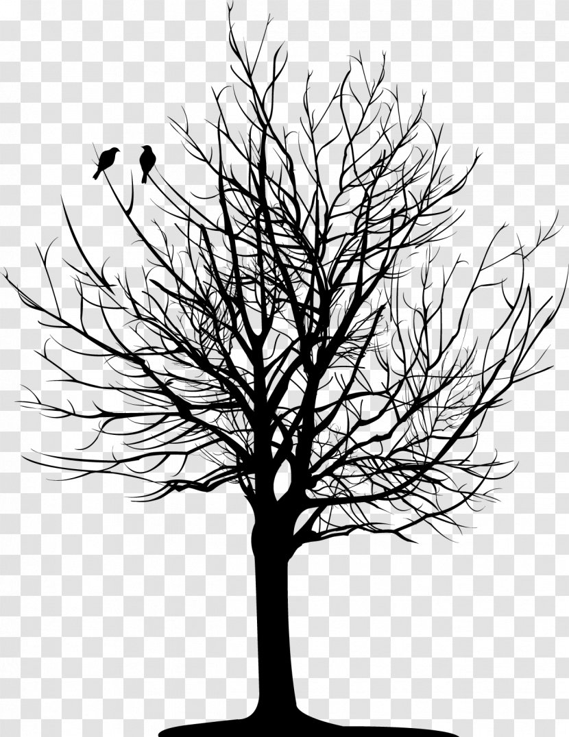 Tree Branch Drawing - Monochrome - Willow Vector Transparent PNG
