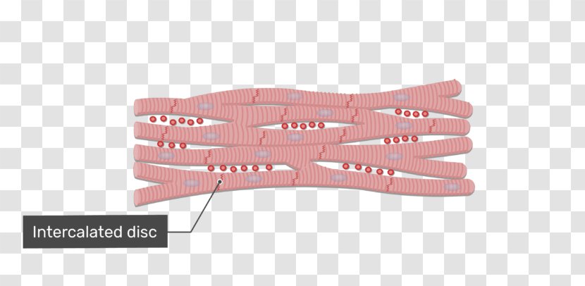 Cardiac Muscle Cell Intercalated Disc Tissue - Silhouette - Muscular Cells Transparent PNG