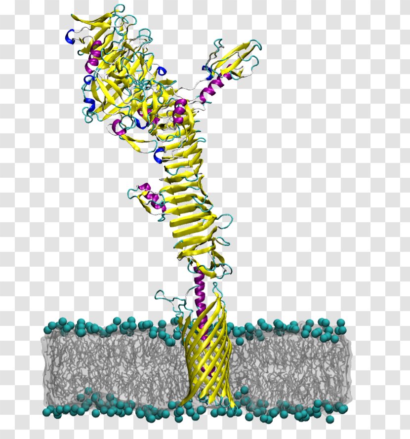 Autotransporter Domain Protein Membrane E. Coli - Organism - Bacterial Outer Transparent PNG
